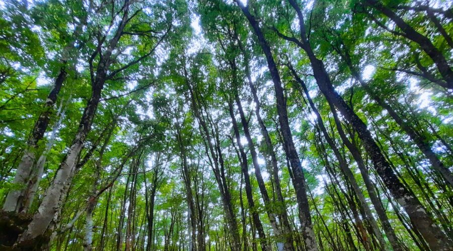 Faggeta sul Monte Li Foj