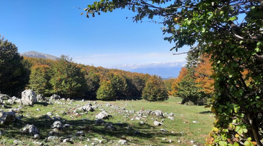 Trekking nella Faggeta della Serra di Crispo un magico viaggio nel cuore del Pollino