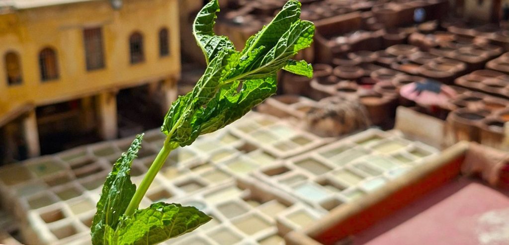 menta alle concerie di Fès Marocco