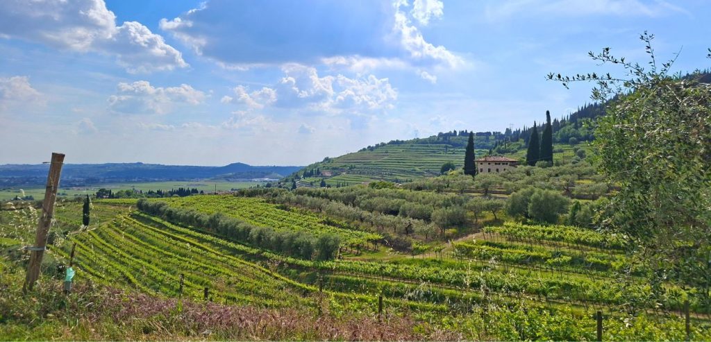 vigneti seguono i profili del paesaggio