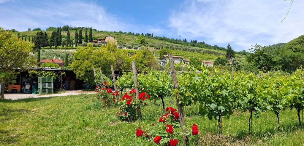 roseti nei vigneti di Corte Aleardi
