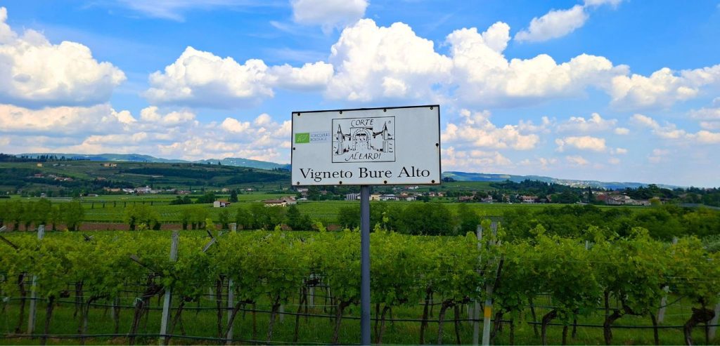 vigneto Bure Alto di Corte Aleardi
